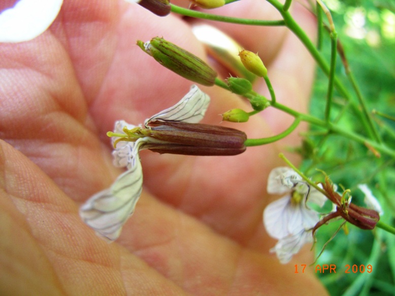 Raphanus raphanistrum subsp. landra